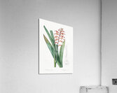 African flag illustration  Acrylic Print