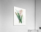 African flag illustration  Acrylic Print