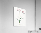 Nerine illustration  Acrylic Print