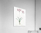 African flag illustration  Acrylic Print