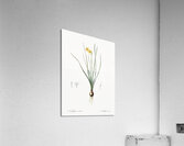 Rush-leaf jonquil illustration  Acrylic Print