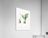 African flag illustration  Acrylic Print