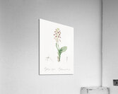 African flag illustration  Acrylic Print