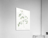Bridal creeper illustration  Acrylic Print