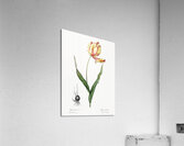 Didier tulip illustration  Impression acrylique