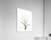 Lady hand illustration  Acrylic Print