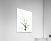 African flag illustration  Acrylic Print