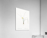 Petticoat daffodil illustration  Acrylic Print