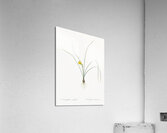 Petticoat daffodil illustration  Acrylic Print