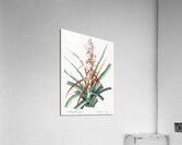 Barbary nut illustration  Acrylic Print