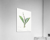 Peliosanthes teta illustration  Acrylic Print