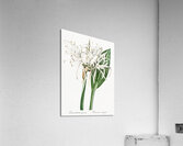 Green-tinge spiderlily illustration  Acrylic Print