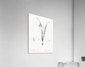 Green-tinge spiderlily illustration  Acrylic Print