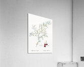 Asparagus fern illustration  Acrylic Print