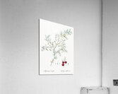 Asparagus fern illustration  Acrylic Print