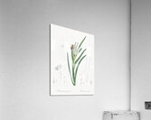 Spider iris illustration  Acrylic Print