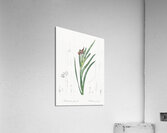 Asparagus fern illustration  Acrylic Print