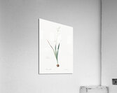 Corn lily illustration  Acrylic Print