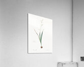 Asparagus fern illustration  Acrylic Print
