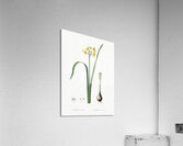 Cowslip cupped daffodil illustration  Acrylic Print