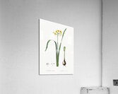 Asparagus fern illustration  Acrylic Print