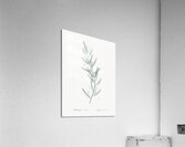 Asparagus fern illustration  Acrylic Print
