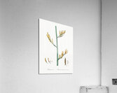 New Zealand flax illustration  Acrylic Print