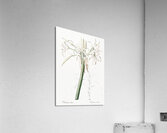 Poison bulb illustration  Acrylic Print