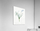 Poison bulb illustration  Acrylic Print