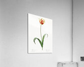 Didier tulip illustration  Acrylic Print
