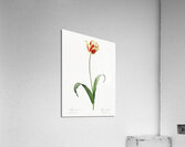 Poison bulb illustration  Acrylic Print