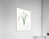 Small-flowered pancratium illustration  Acrylic Print