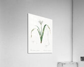 Poison bulb illustration  Acrylic Print