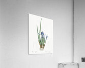 Milky iris illustration  Acrylic Print
