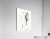 Bulltongue arrowhead illustration  Acrylic Print