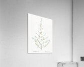 Sea asparagus illustration  Acrylic Print