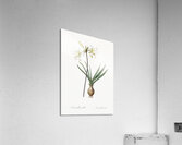 Belladonna lily illustration  Impression acrylique