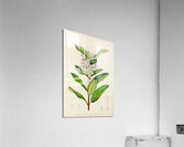Acokanthera Spectabilis Acrylic Print