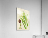 Leucadendron Stokoei Acrylic Print