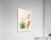 Aloe Globuligemma Acrylic Print