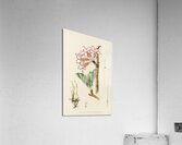 Adenium Multiflorum Acrylic Print