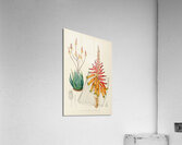 Aloe Pienaarii Acrylic Print