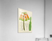 Cyrtanthus Obliquus Impression acrylique