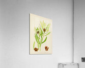 Leucadendron Stokoei Acrylic Print