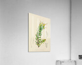 Mimetes Palustris Acrylic Print