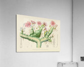 Sarcocaulon Rigidum Acrylic Print