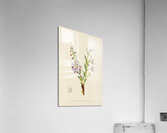 Clerodendron Triphyllum Acrylic Print