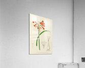 Cyrtanthus Rotundilobus Acrylic Print