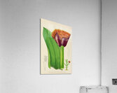 Haemanthus Natalensis Acrylic Print