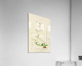 Ceropegia Rendallii Acrylic Print